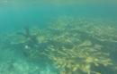 Elkhorn Coral Reef